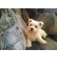 West Highland White Terrier Welpen - Hündin