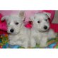 West Highland White Terrier Welpen - Hündin
