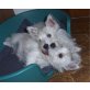 West Highland White Terrier Welpen - Hündin