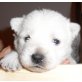 West Highland White Terrier Welpen - Hündin