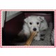 West Highland White Terrier Welpen - Hündin