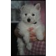 West Highland White Terrier Welpen - Hündin