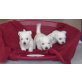 West Highland White Terrier Welpen - Hündin