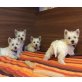 West Highland White Terrier Welpen - Hündin