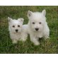 West Highland White Terrier Welpen - Hündin