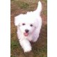 West Highland White Terrier Welpen - Hündin
