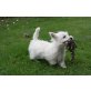 West Highland White Terrier Welpen - Hündin