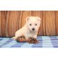 West Highland White Terrier Welpen - Hündin