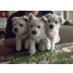 West Highland White Terrier Welpen - Hündin