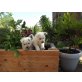West Highland White Terrier Welpen - Hündin