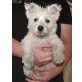 West Highland White Terrier Welpen - Hündin