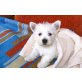 West Highland White Terrier Welpen - Rüde