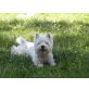 West Highland White Terrier Welpen - Rüde