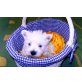 West Highland White Terrier Welpen - Rüde