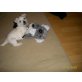 West Highland White Terrier Welpen - Rüde