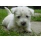 West Highland White Terrier Welpen - Rüde