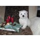West Highland White Terrier Welpen - Rüde