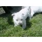 West Highland White Terrier Welpen - Rüde