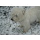 West Highland White Terrier Welpen - Rüde