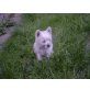 West Highland White Terrier Welpen - Rüde