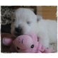 West Highland White Terrier Welpen - Rüde