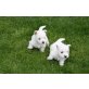 West Highland White Terrier Welpen - Rüde