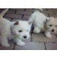 West Highland White Terrier Welpen - Rüde