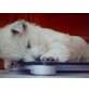 West Highland White Terrier Welpen - Rüde