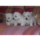 West Highland White Terrier Welpen - Rüde