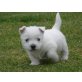 West Highland White Terrier Welpen - Rüde