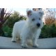 West Highland White Terrier Welpen - Rüde