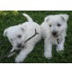 West Highland White Terrier Welpen - Rüde