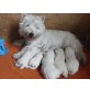 West Highland White Terrier Welpen - Rüde