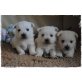 West Highland White Terrier Welpen - Rüde