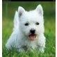 West Highland White Terrier Welpen - Rüde