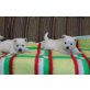 West Highland White Terrier Welpen - Rüde