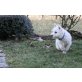West Highland White Terrier Welpen - Rüde