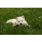 West Highland White Terrier Welpen - Rüde