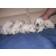 West Highland White Terrier Welpen - Rüde