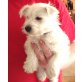 West Highland White Terrier Welpen - Rüde