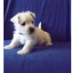 West Highland White Terrier Welpen - Rüde