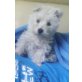 West Highland White Terrier Welpen - Rüde