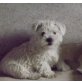 West Highland White Terrier Welpen - Rüde
