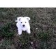 West Highland White Terrier Welpen - Rüde
