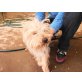 West,  Yorkshireterrier - Rüde