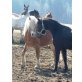 Westernhafi, Haflinger - Hengst