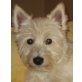 Westhighland Terrier - Hündin