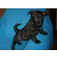 Westi - Schnauzer Welpen - Hündin