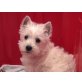 Westie-Mädi, West Highland White Terrier Welpen - Hündin