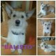 Westie-Malteser - Rüde
